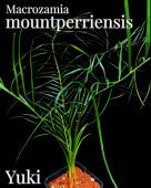 Macrozamia mountperriensis [ƥ]