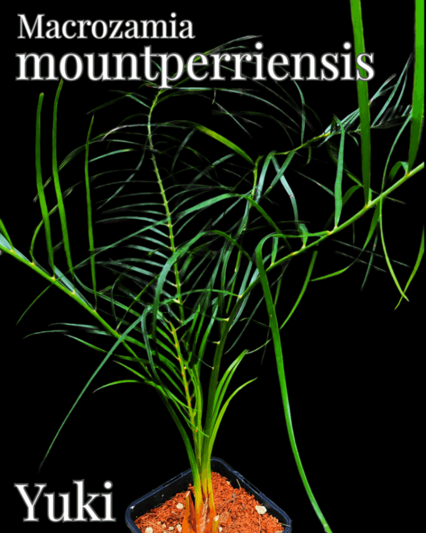 Macrozamia mountperriensis [ソテツ]