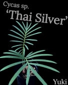СCycas sp. Thai Silver[ƥ]