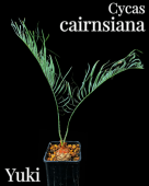 󥷥/Cycas Cairnsiana Υƥġ