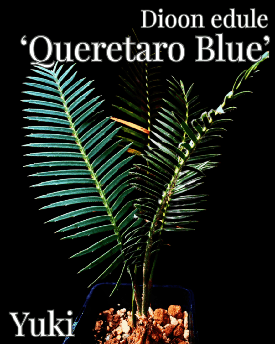 Dioon edule ‘Queretaro Blue’