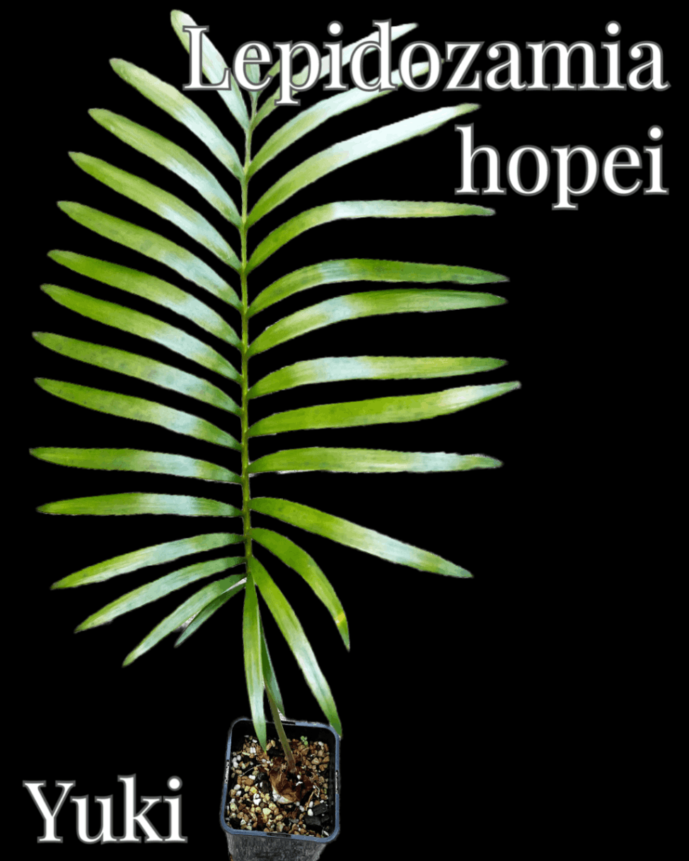 Lepidozamia hopei