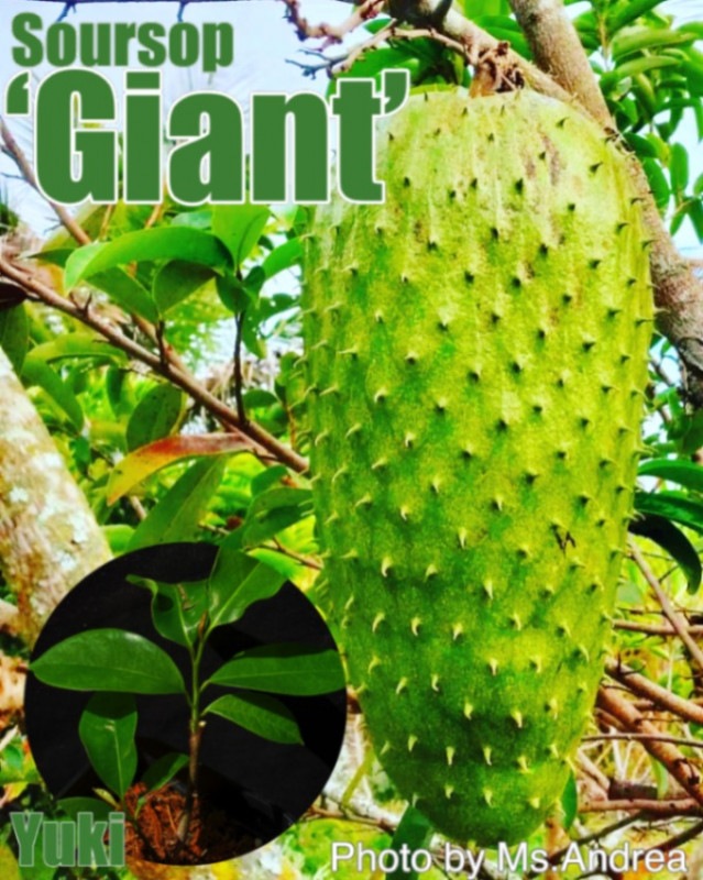 n*i様 ①サワーソップ　トゲバンレイシ　果実　沖縄産　希少フルーツ サワーソップ トゲバンレイシ 果実 沖縄産 希少フルーツ - メルカリ