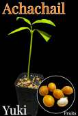 ��������㥤����[Garcinia humilis��Ǯ�Ӳ̼�]
