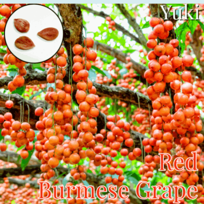 熱帯果樹】グアビユ(Myrcianthes pungens) 熱帯果樹】グアビユ