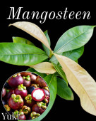 �ޥ󥴥��������� [���Υ�����:T4-2]Garcinia mangostanas