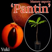 [ͽ����]�ޥ᡼���ݥ� �ѥ�ƥ���������[�ʼ�:Pantin��Ǯ�Ӳ̼�]
