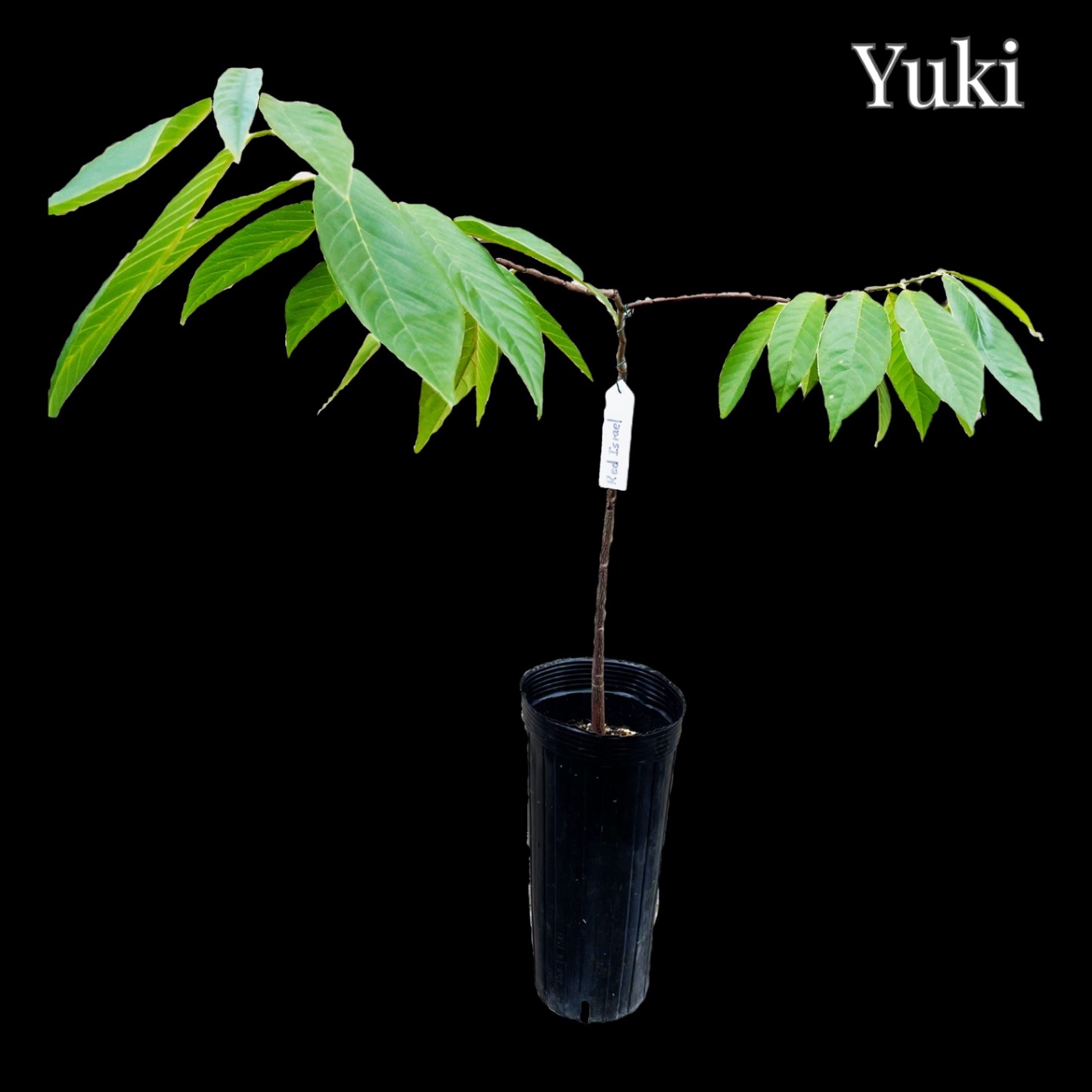 希少！レッドチェリモヤ 接木苗 バンレイシ科 アテモヤ近縁種 000000133909-01-l.jpg?t=