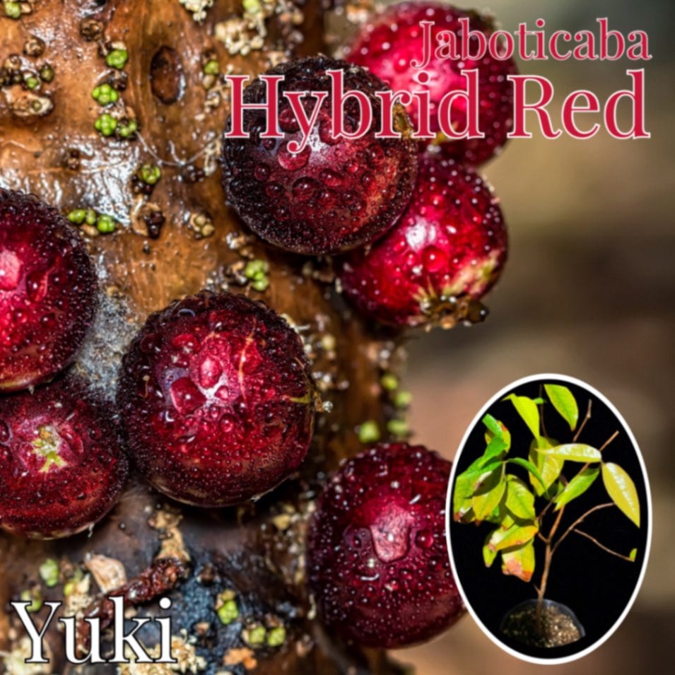 ドワーフ・ジャボチカバ Hybrid Red 苗