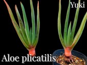 ե󡦥[Aloe plicatilis]