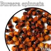 ֥륻顦ԥʡ [ǥå]Bursera epinnata