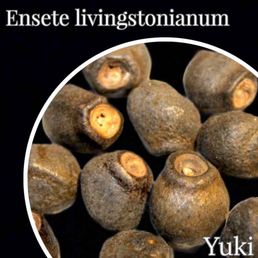 リヴィングストンズ・バナナ Ensete livingstonianum 種子[バナナ]
