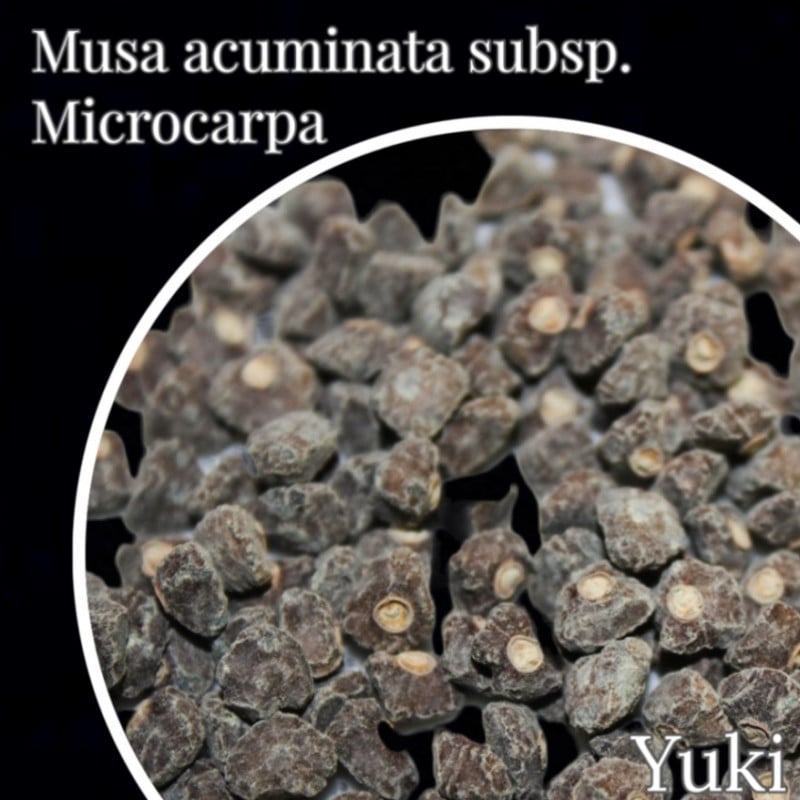 ��󥭡����ե��󥬡��Хʥʼ��