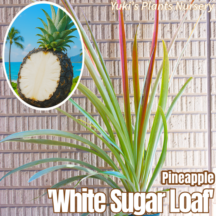ホワイトパイナップル 組織培養 苗(4.5号)[品種:ホワイトシュガーローフ] Ananas comosus 'White Sugar Loaf'
