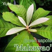 [ͽ����]���꡼�󥵥ݥ� �ޥ��索������[�ʼ�Makawao:��Ǯ�Ӳ̼�]