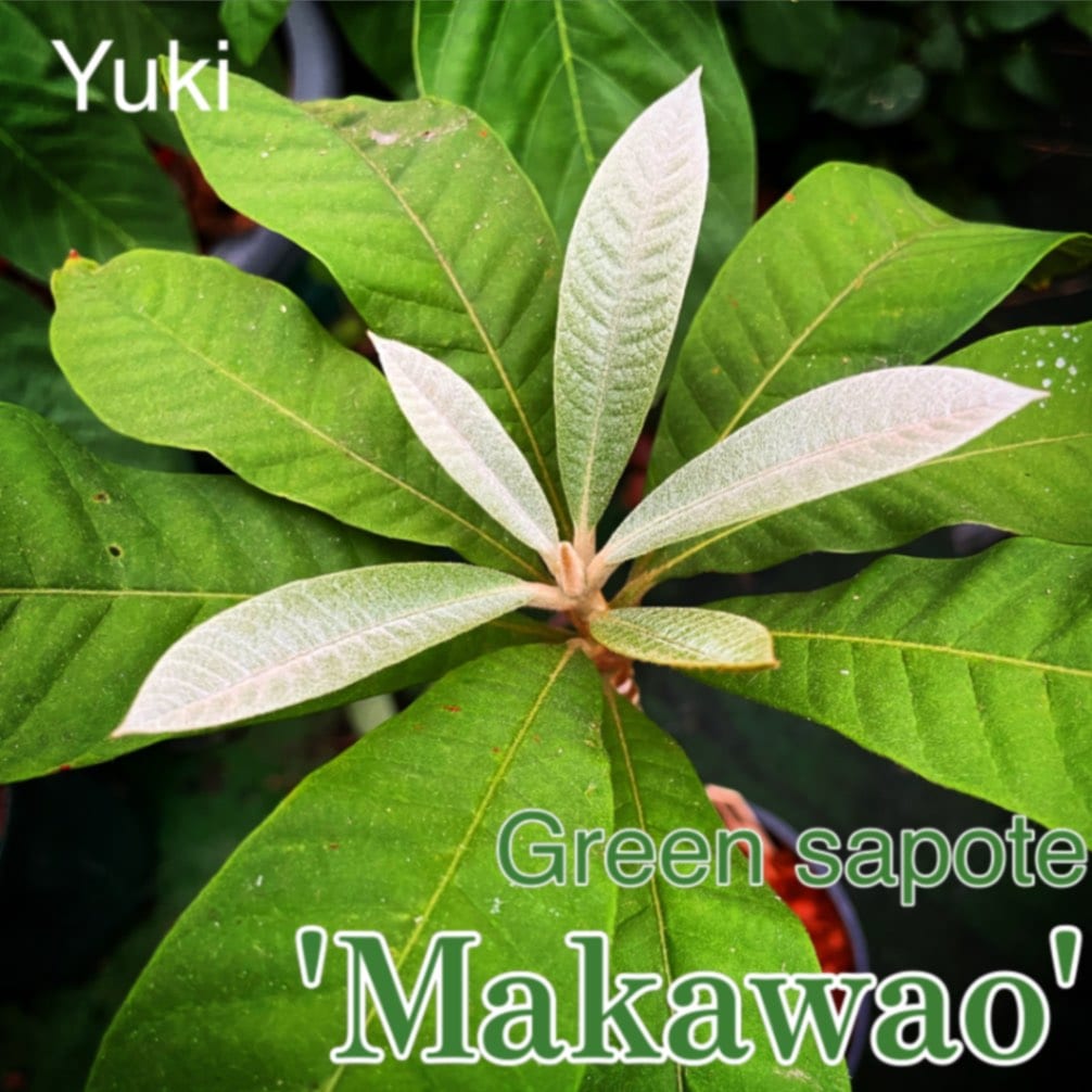 [予約商品]グリーンサポテ マカワオ接木苗[品種Makawao:・熱帯果樹]