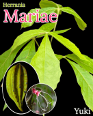 إ˥ޥꥢ[磻ɡ/ޥƥ󥫥]