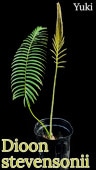 Dioon stevensonii [ƥ]