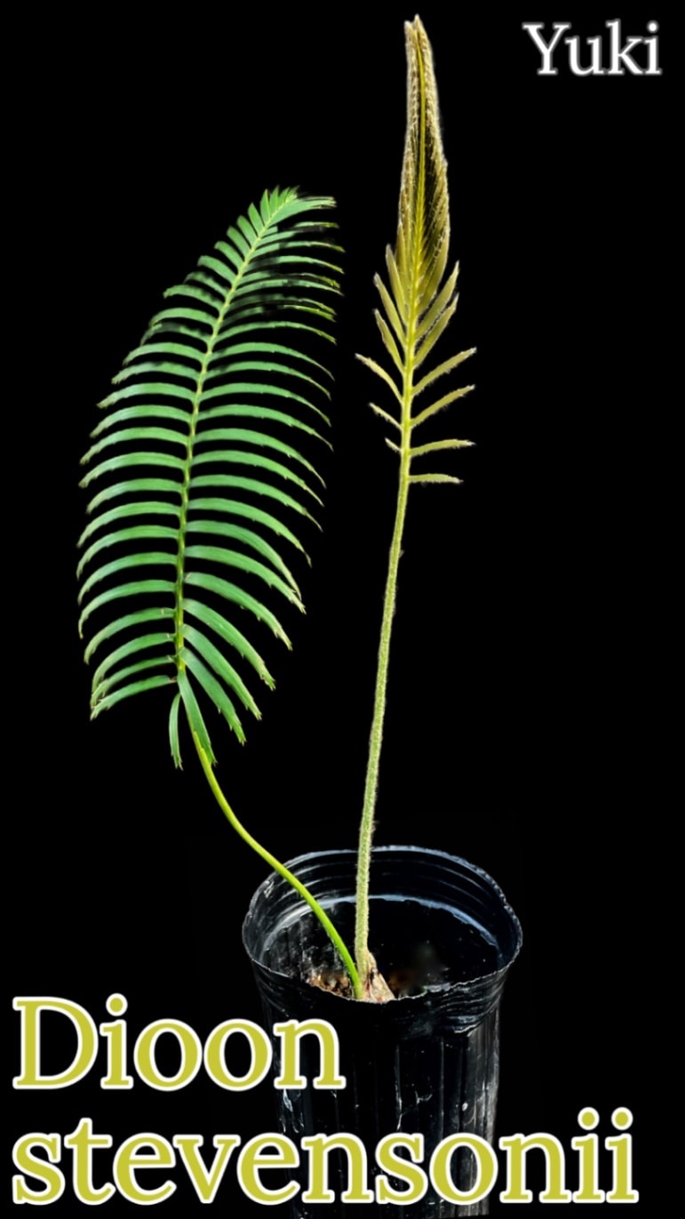 Dioon stevensonii [ソテツ]