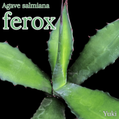�����١��ե����å�[�����Υ�����]Agave salmiana var. ferox