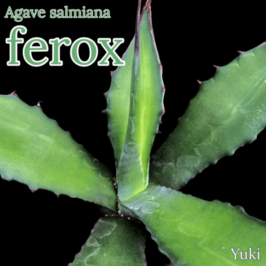 アガベ・フェロック[最大級のアガベ]Agave salmiana var. ferox