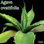�����١����Хƥ��ե��ꥢ Agave ovatifolia