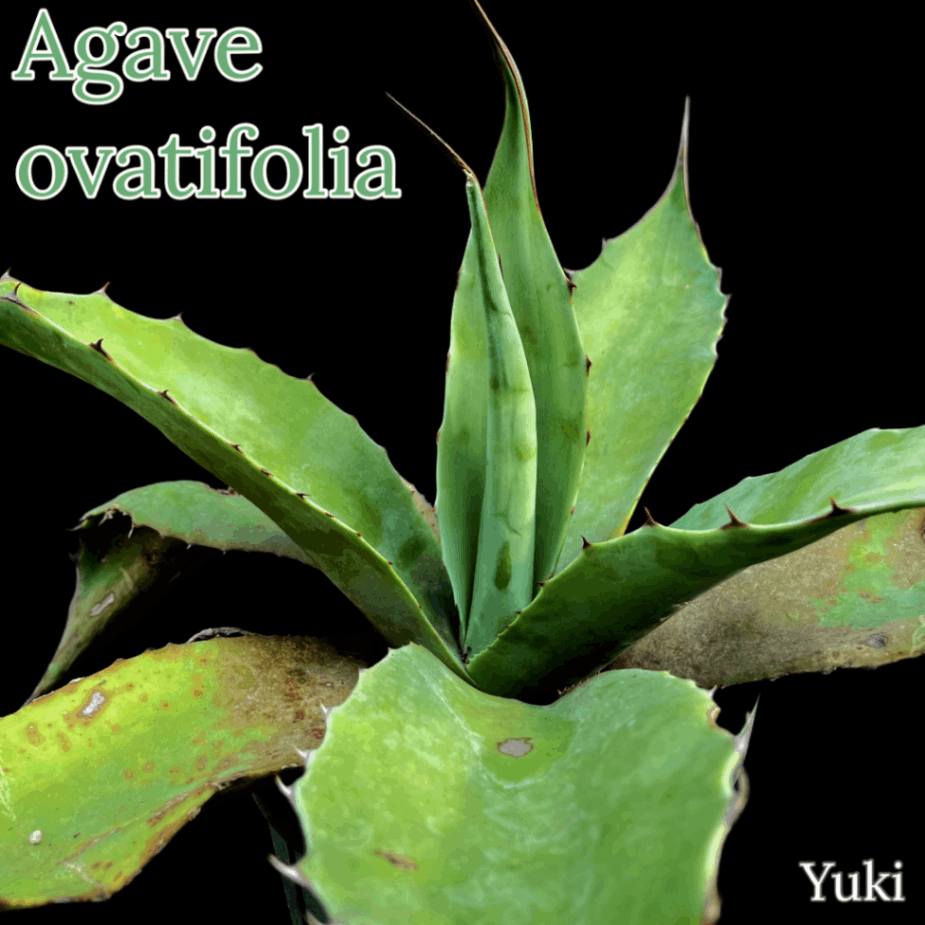 アガベ・オバティフォリア Agave ovatifolia