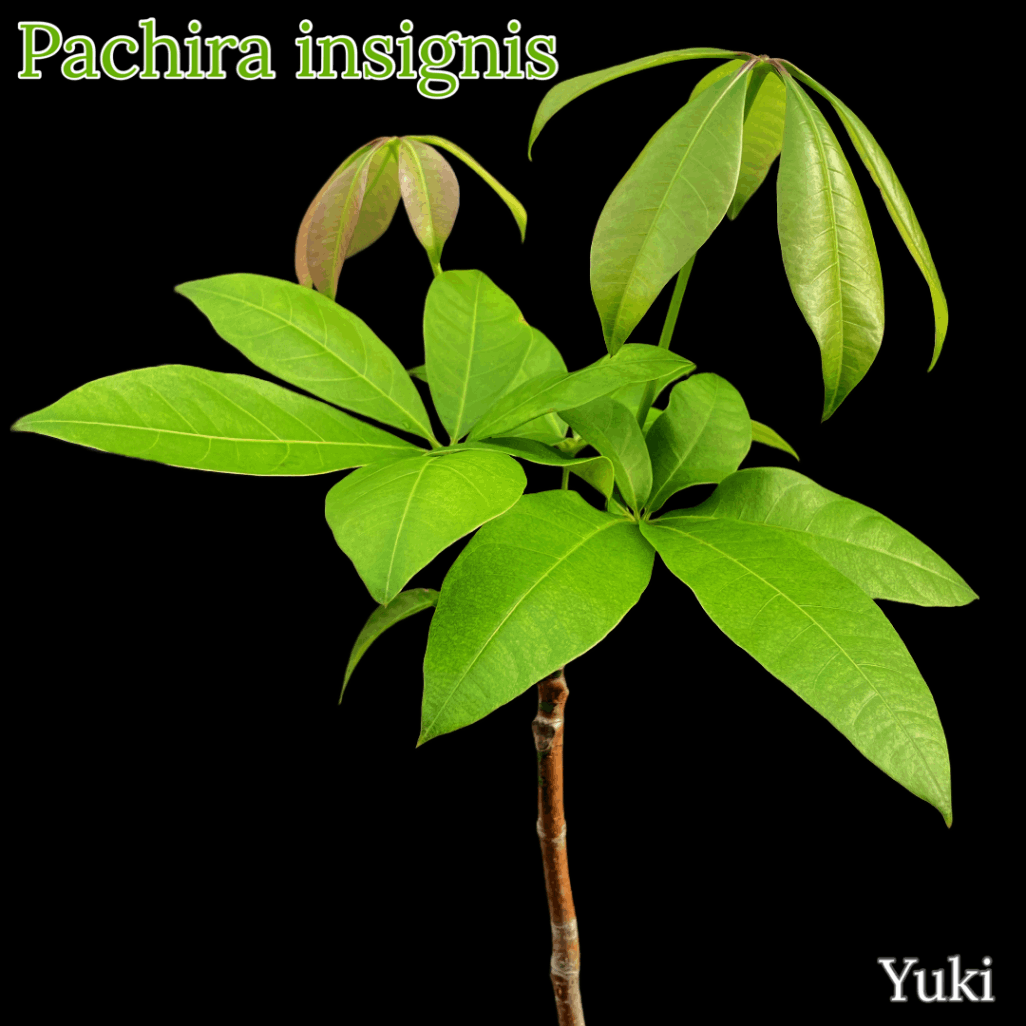 パキラ・インシグニス[レアパキラシリーズ]Pachira insignis