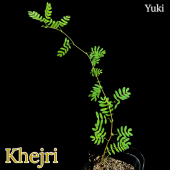 ������[Ǯ�Ӳ̼�]Khejri/ Prosopis cineraria