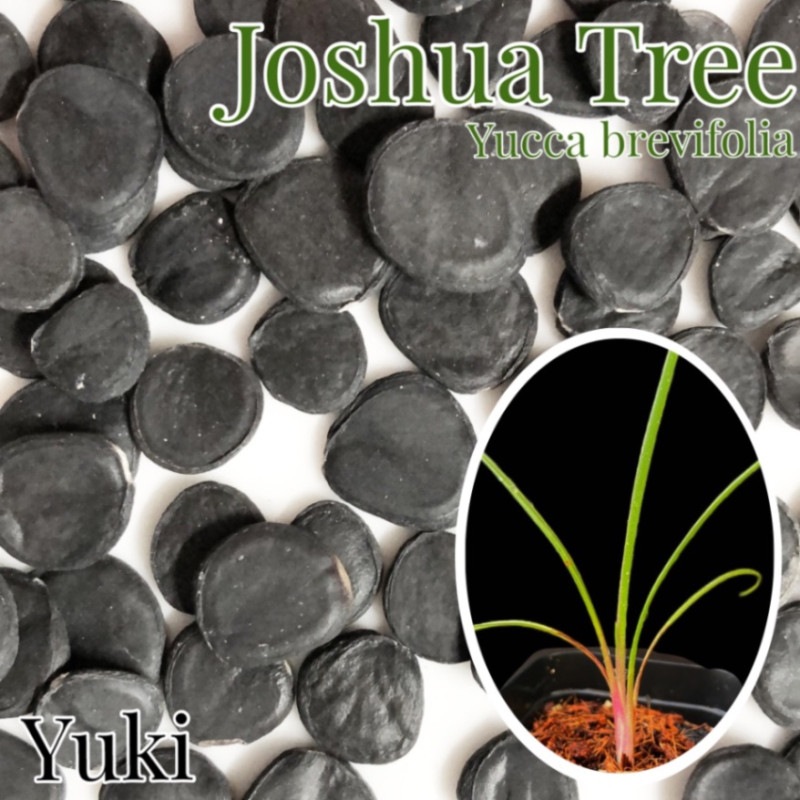 �襷�奢���ĥ꡼[�쥢��å�]Joshua Tree/Yucca brevifolia ���