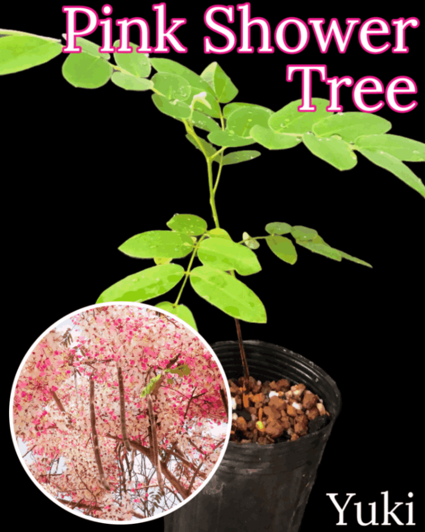 ピンクシャワーツリー 苗 Cassia bakeriana[熱帯花木] /予約商品:生産完了次第発送
