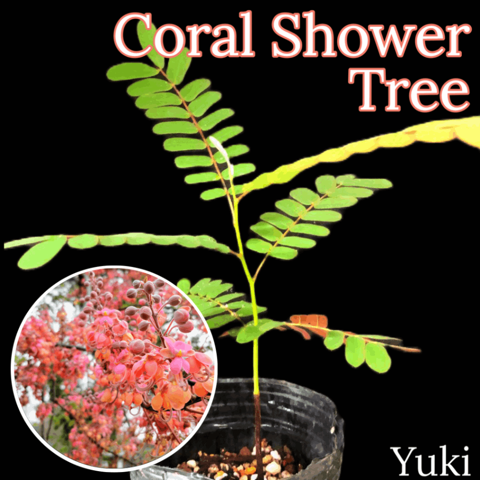 コーラルシャワーツリー 苗 Cassia grandis[熱帯花木] /予約商品:生産完了次第発送