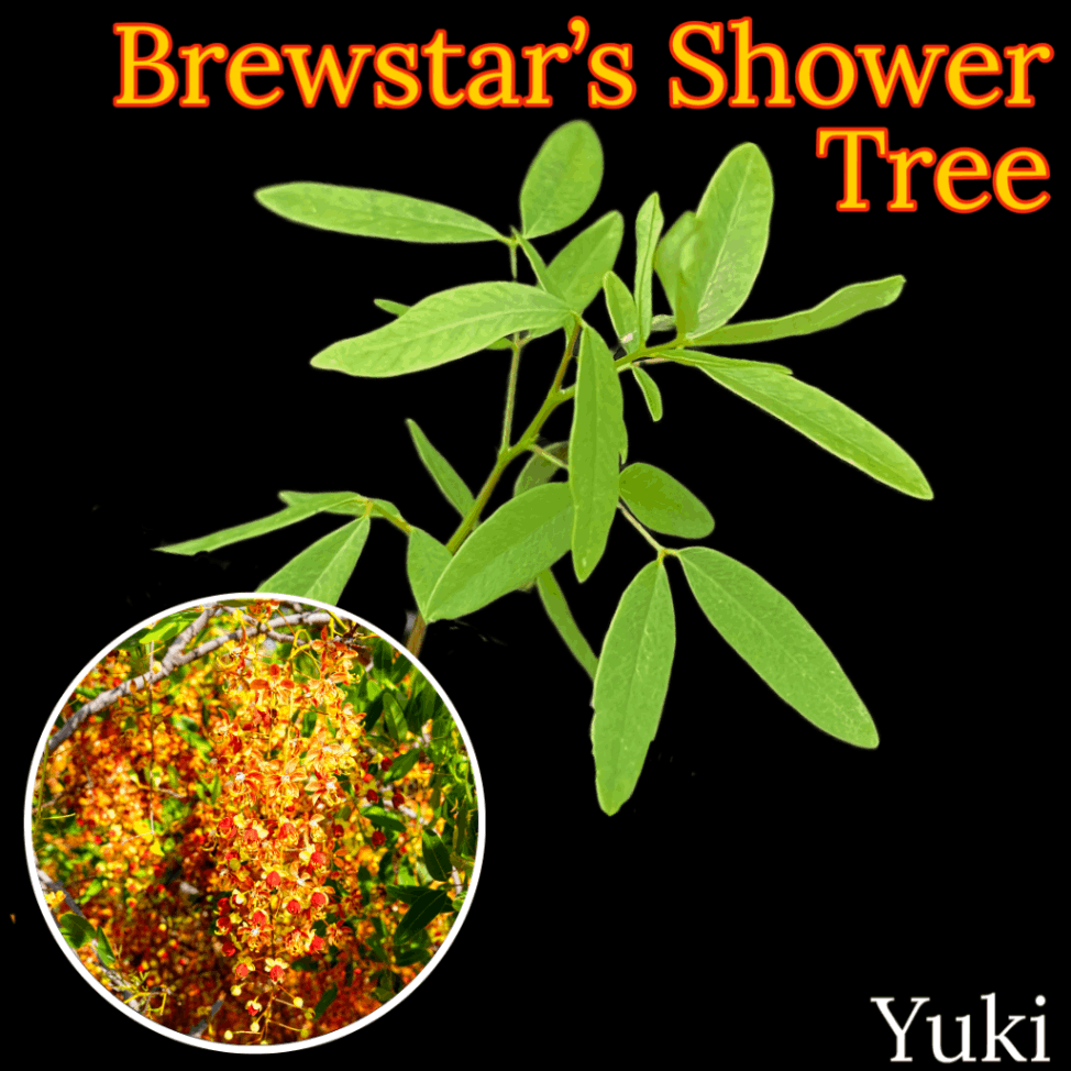 ブリュースターシャワーツリー 苗[熱帯花木]Cassia brewsteri /予約商品:生産完了次第発送
