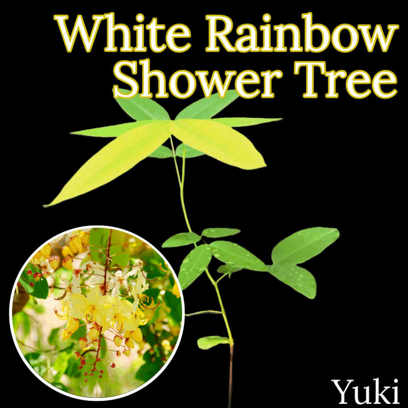 682〓希少 ホワイトレインボーシャワーツリー 実生 苗木 5年生苗 682〓希少 ホワイトレインボーシャワーツリー 実生 苗木 5年生苗