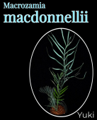 ޥߥޥɥͥ꡼[͵ƥ]Macrozamia macdonnellii