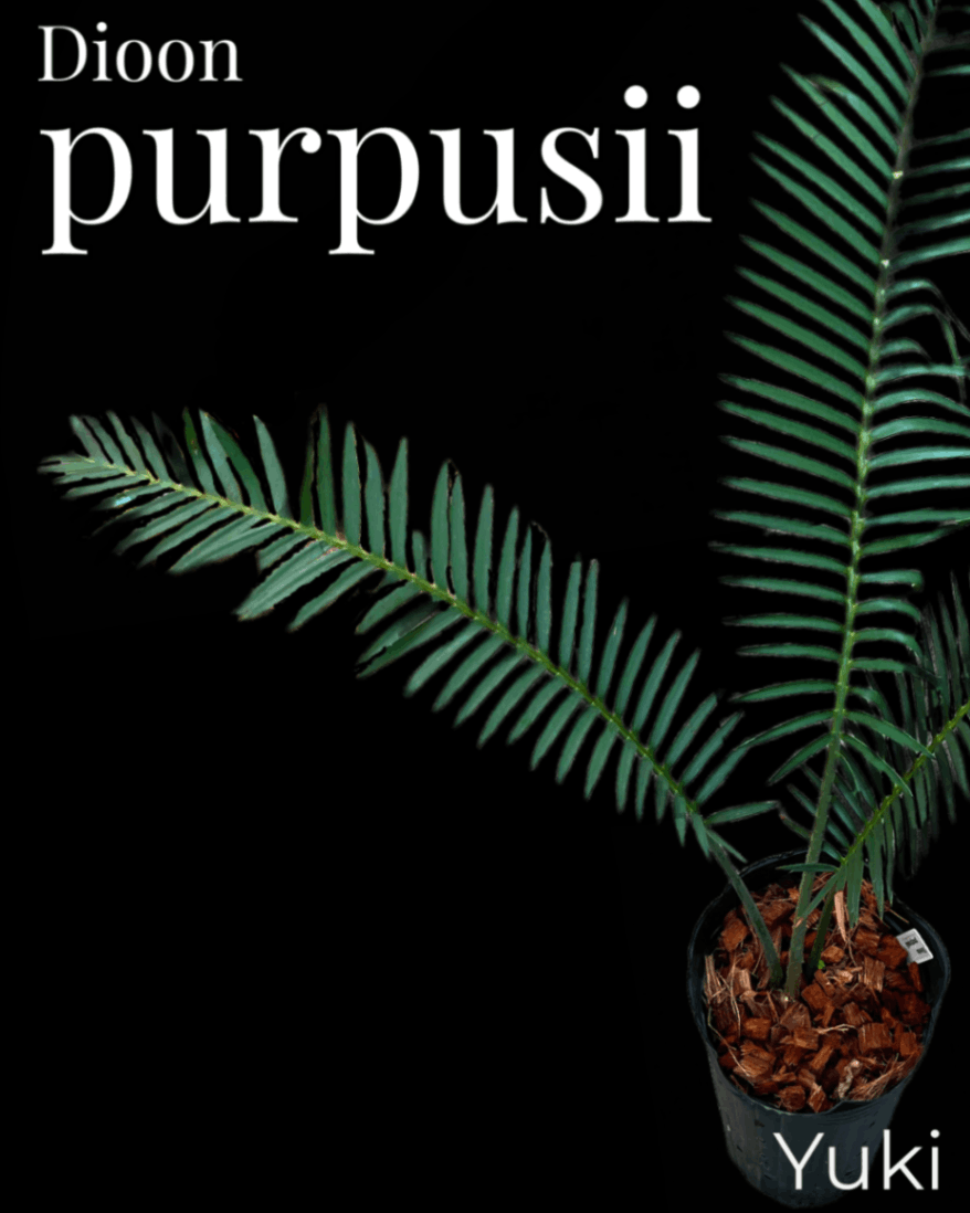 Dioon purpusii[ソテツ]