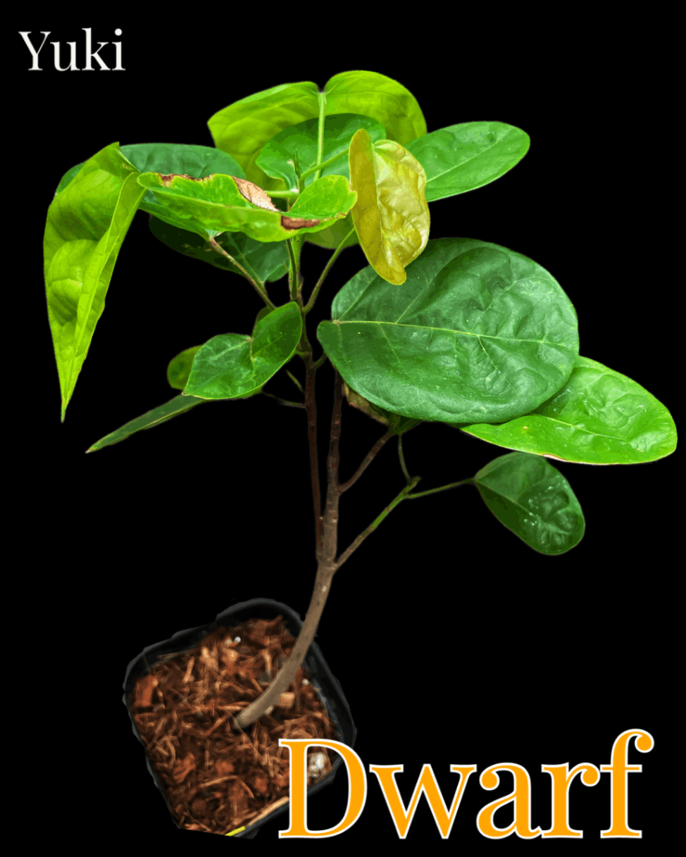 ドワーフ・カカオ 中苗