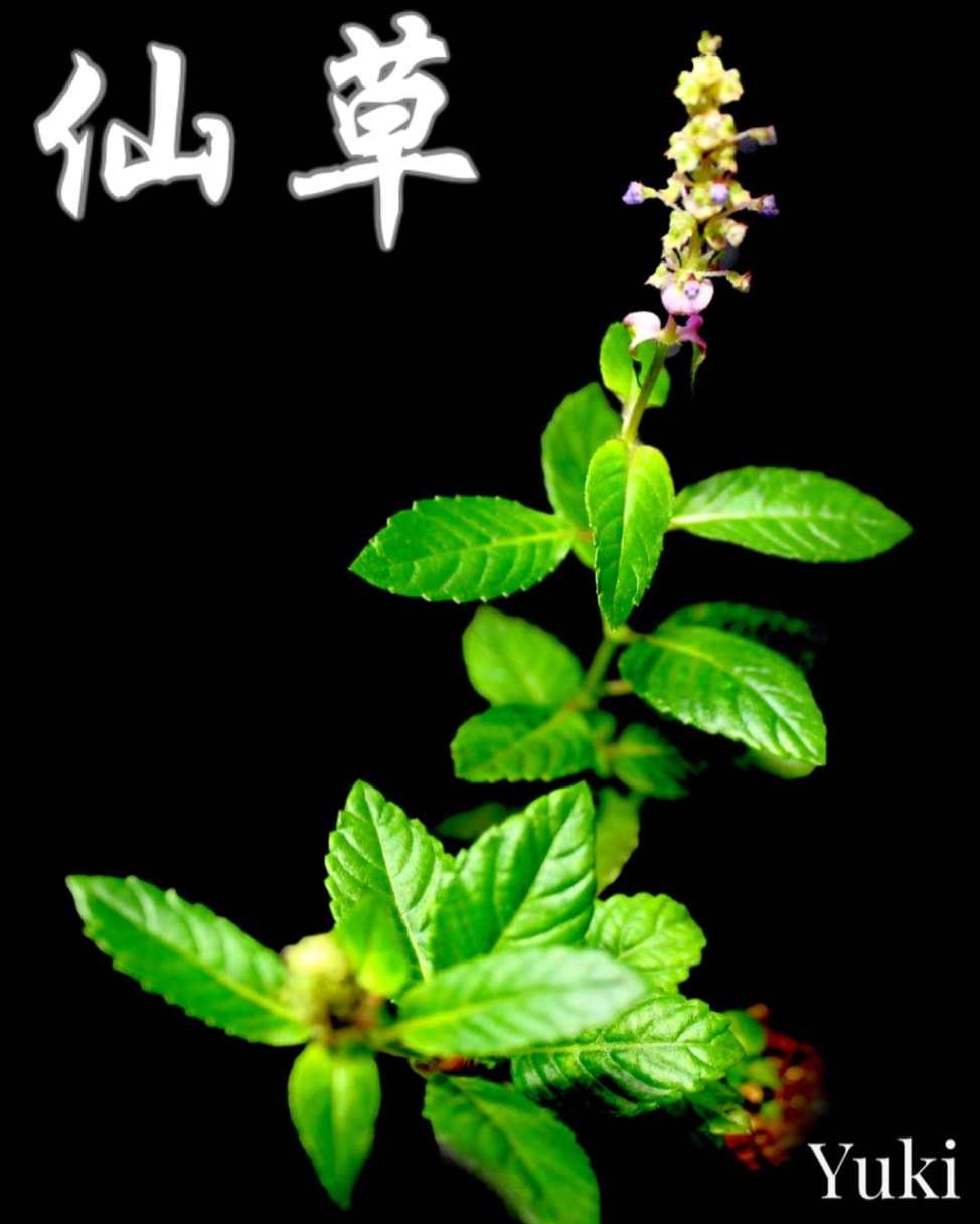センソウ 仙草 [仙草ゼリーの原料]Mesona chinensis