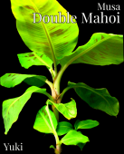 ֥롦ޥۥ [ѥХʥ] Musa double mahoi