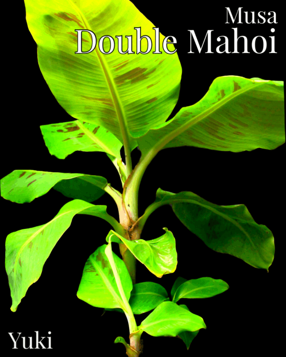 ダブル・マホイ [食用バナナ] Musa double mahoi