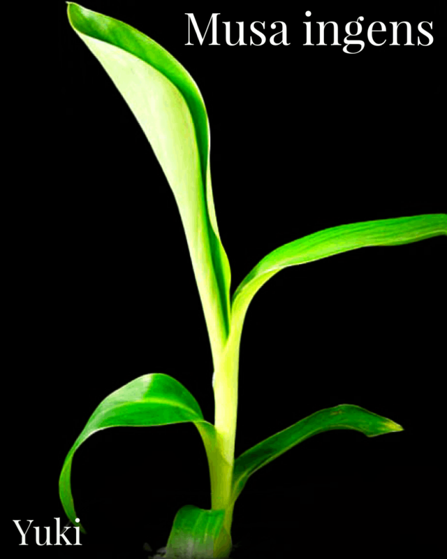 �ॵ�����󥲥� Musa ingens[����ΥХʥ�]