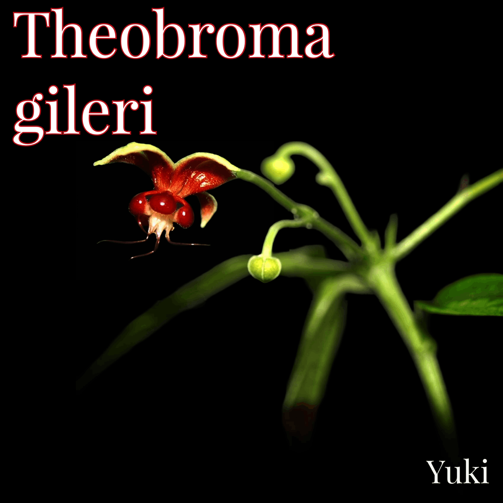 テオブロマ・ジレリー Theobroma gileri