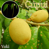 ץ Theobroma subincanum 