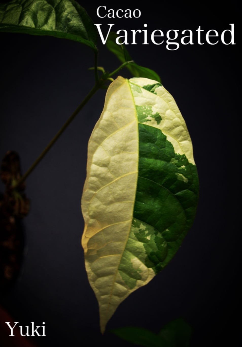 斑入りカカオ Theobroma cacao variegarted
