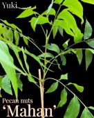 [ͽ]ڥ [ʼ:ޥϡ] Mahan