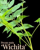 [ͽ]ڥ [ʼ:] Wichita