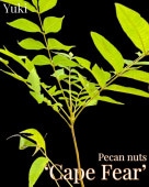 [ͽ]ڥ [ʼ:סե] Cape Fear