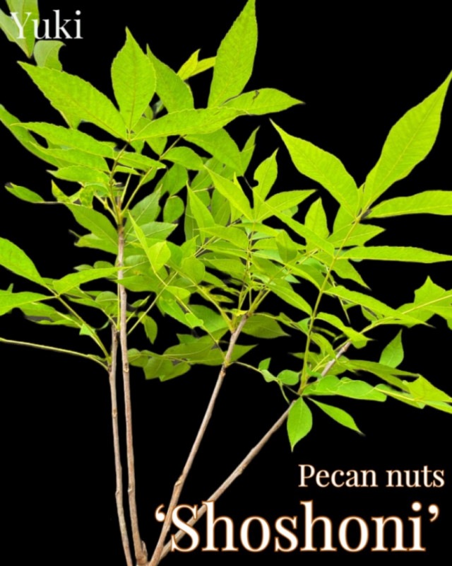 [ͽ]ڥ [ʼ:祷ˡ] Shoshoni