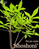 [ͽ]ڥ [ʼ:祷ˡ] Shoshoni