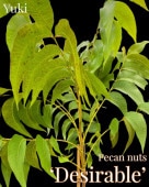 [ͽ]ڥ [ʼ:ǥ֥] Desirable